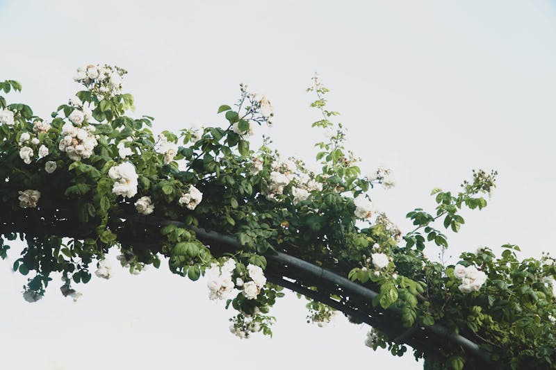 Arche florale mariage romantique roses blanches décoration