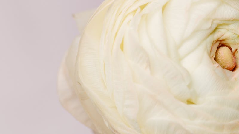 Bouquet condoléances livraison domicile famille deuil