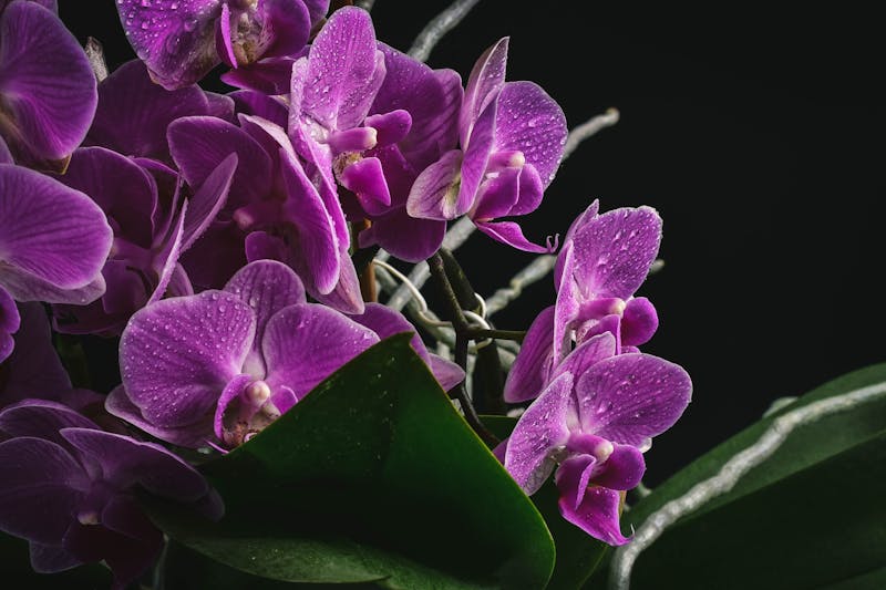 Orchidée phalaenopsis pot cadeau plante fleurie interflora