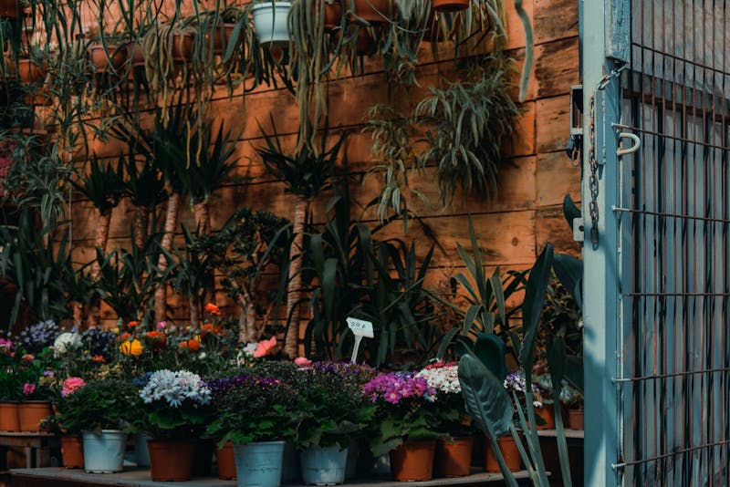 Plantes vertes et arrangements floraux intérieurs